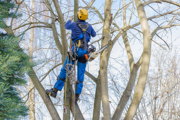 Laureldale, PA Tree Services Company