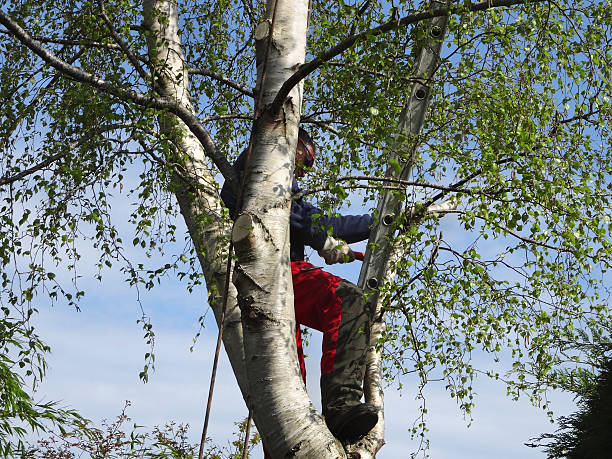 How Our Tree Care Process Works  in  Laureldale, PA